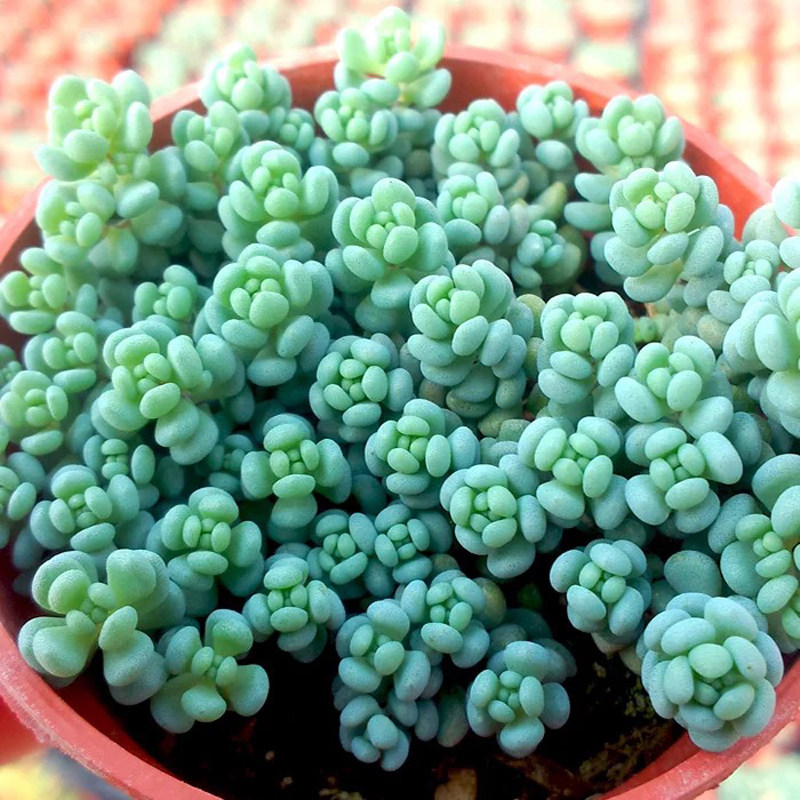 大姬星美人旋叶姬星美人多肉植物盆栽易爆盆拼盘肉肉迷你花卉绿植
