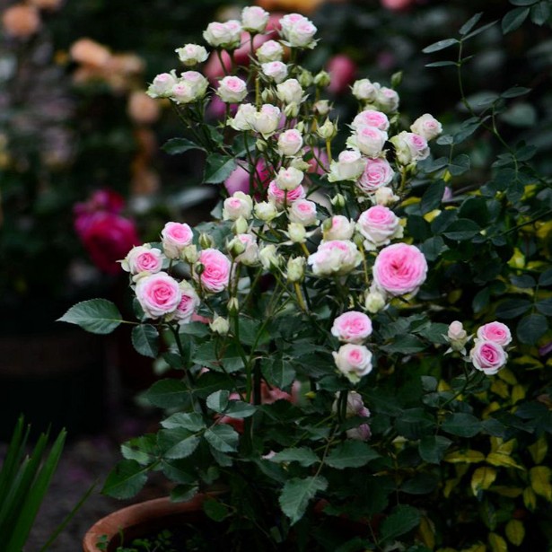 灌小伊 灌木小伊甸园 微月多头  月季花苗 丰花多季花 耐热