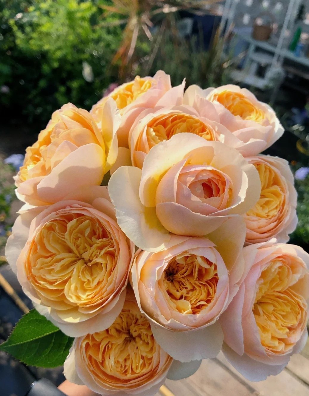 朱丽叶欧月花苗大花灌木月季丰花阳台花卉绿植盆栽带土发货包成活