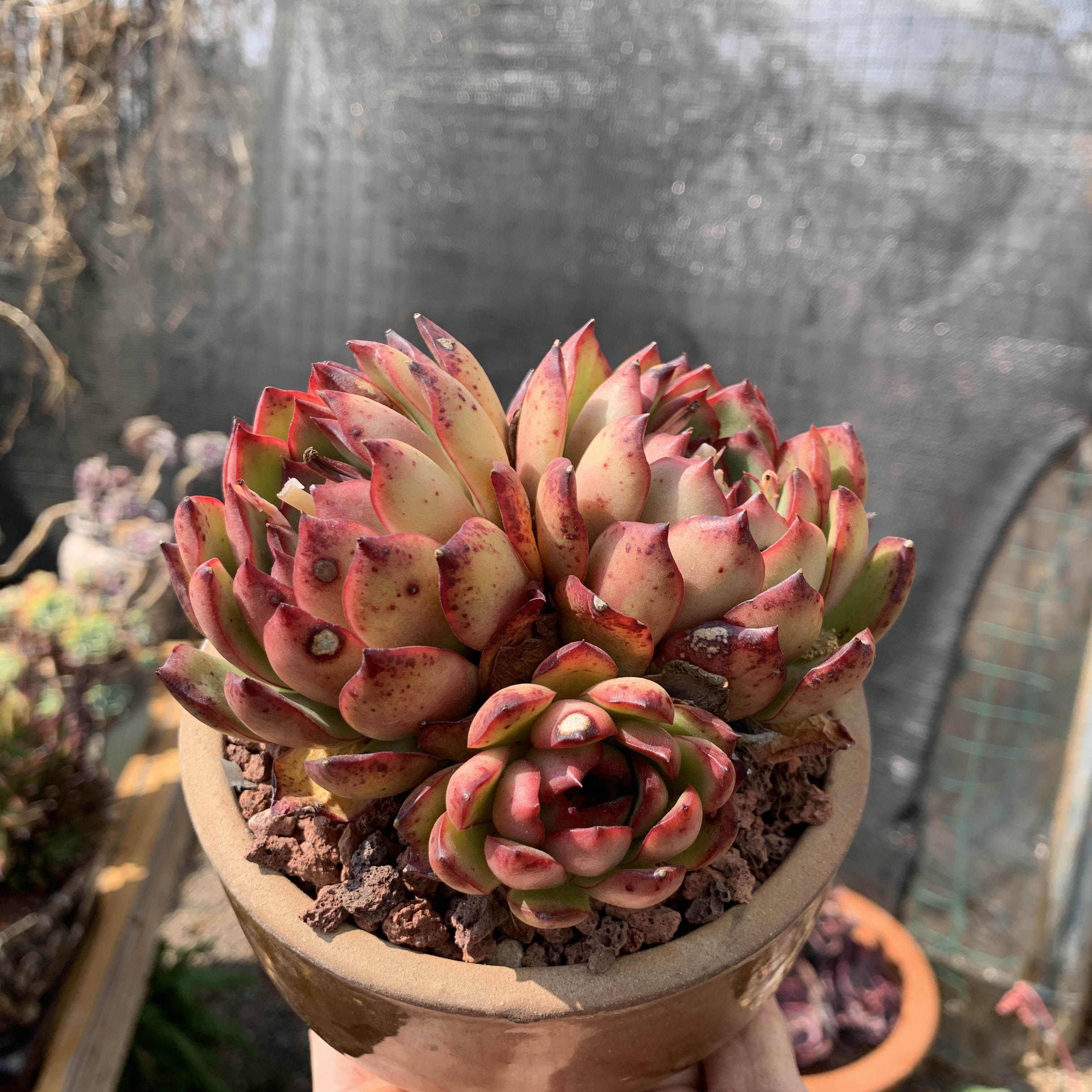 梦中情人多肉植物云南淸盆包邮宝莉安娜