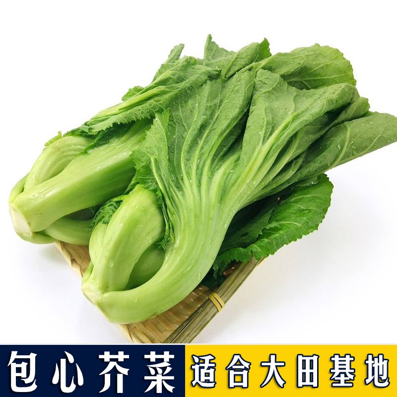 芥菜种子四季播 包邮_芥菜种籽大叶包心芥菜介菜青菜四川酸菜春夏秋冬