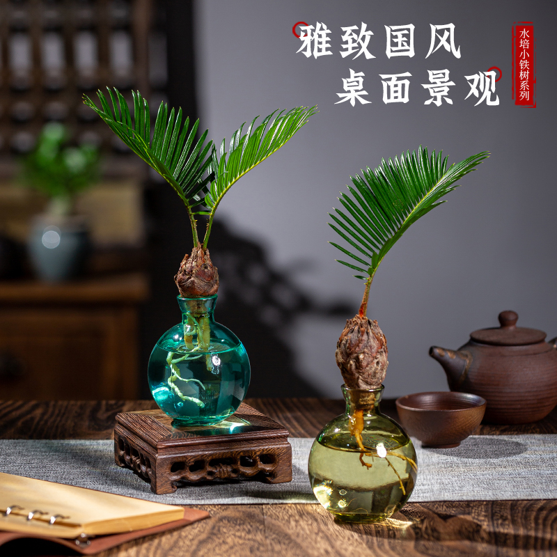 轻奢水培植物铁树小盆栽办公室桌面茶