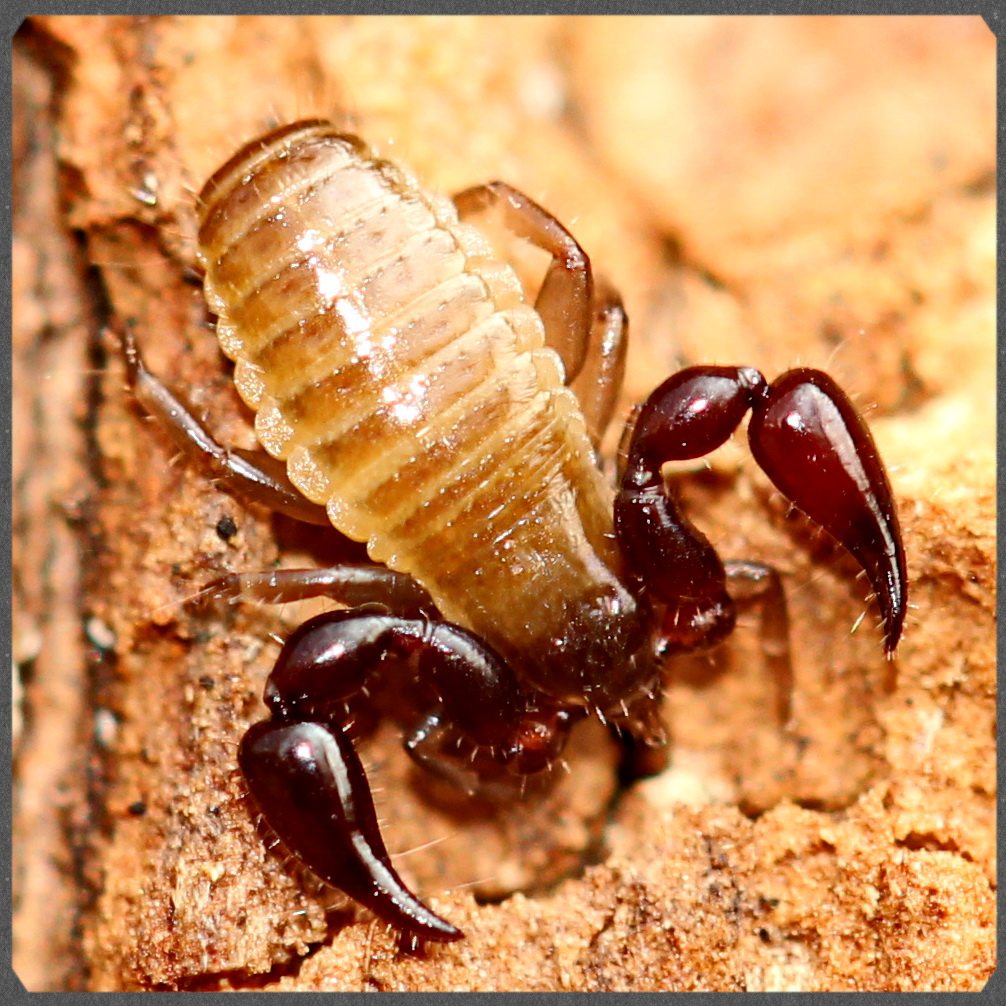 云南虫谷宠物昆虫拟蝎伪蝎子宠物爬虫另类宠物可群养包活