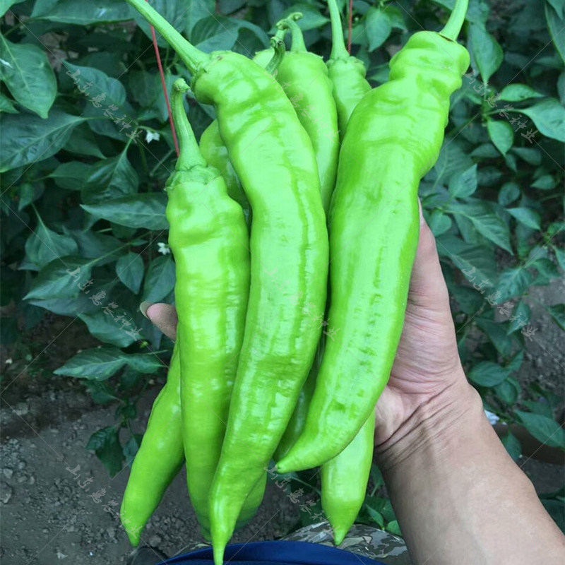 羊角椒辣椒种子牛角椒春季夏四季种籽高产盆栽南方种北苗蔬菜种孑