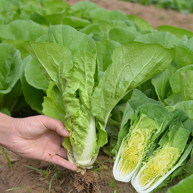快菜种子小白菜籽蔬菜种孑菜种籽大全春秋盆栽种植四季小白菜种籽