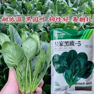 欧兰德皇家黑欧-5菠菜种子高产耐寒四季蔬菜菠菜种籽农家田园种子