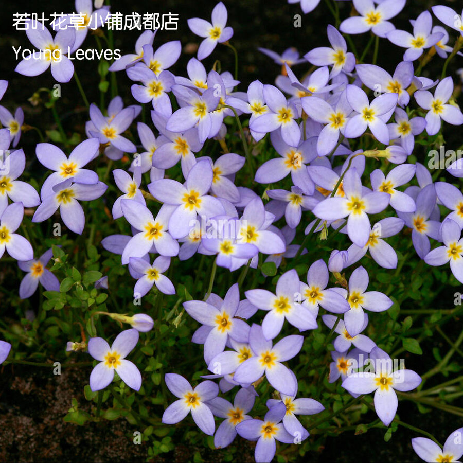 北美耳草蓝花迷你草垫houstoniacaerulea盆栽苗耐寒山野草