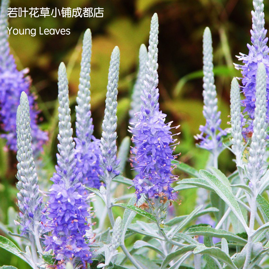 银叶 穗花 婆婆纳 veronica ornataオルタナ 盆栽 耐寒 蓝花 紫花