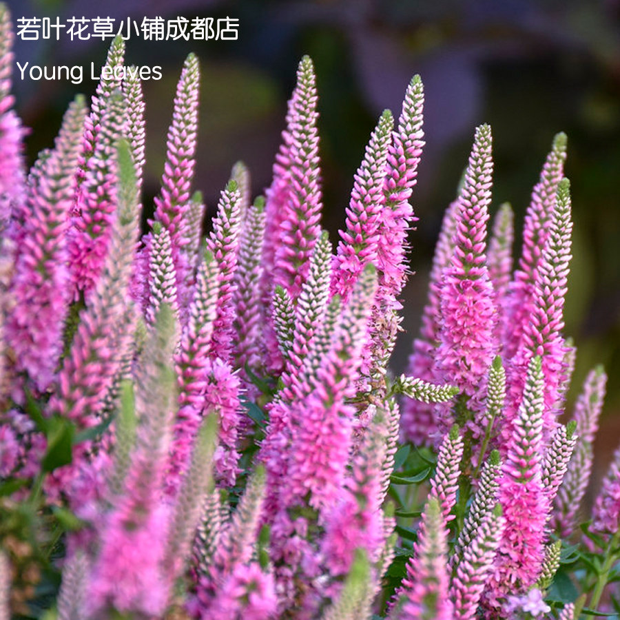 粉色 穗花婆婆纳 粉色药剂 veronica pink potion 盆栽 宿根 耐寒