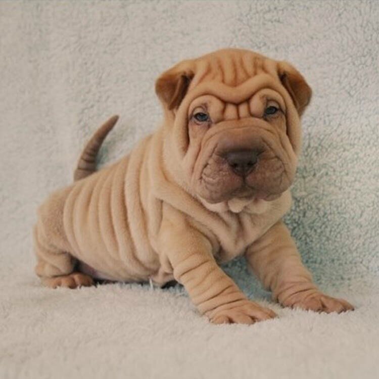 沙皮狗 幼犬 宠物狗 活体_无偿领养纯种沙皮幼犬 憨厚褶皮老虎狗 短毛