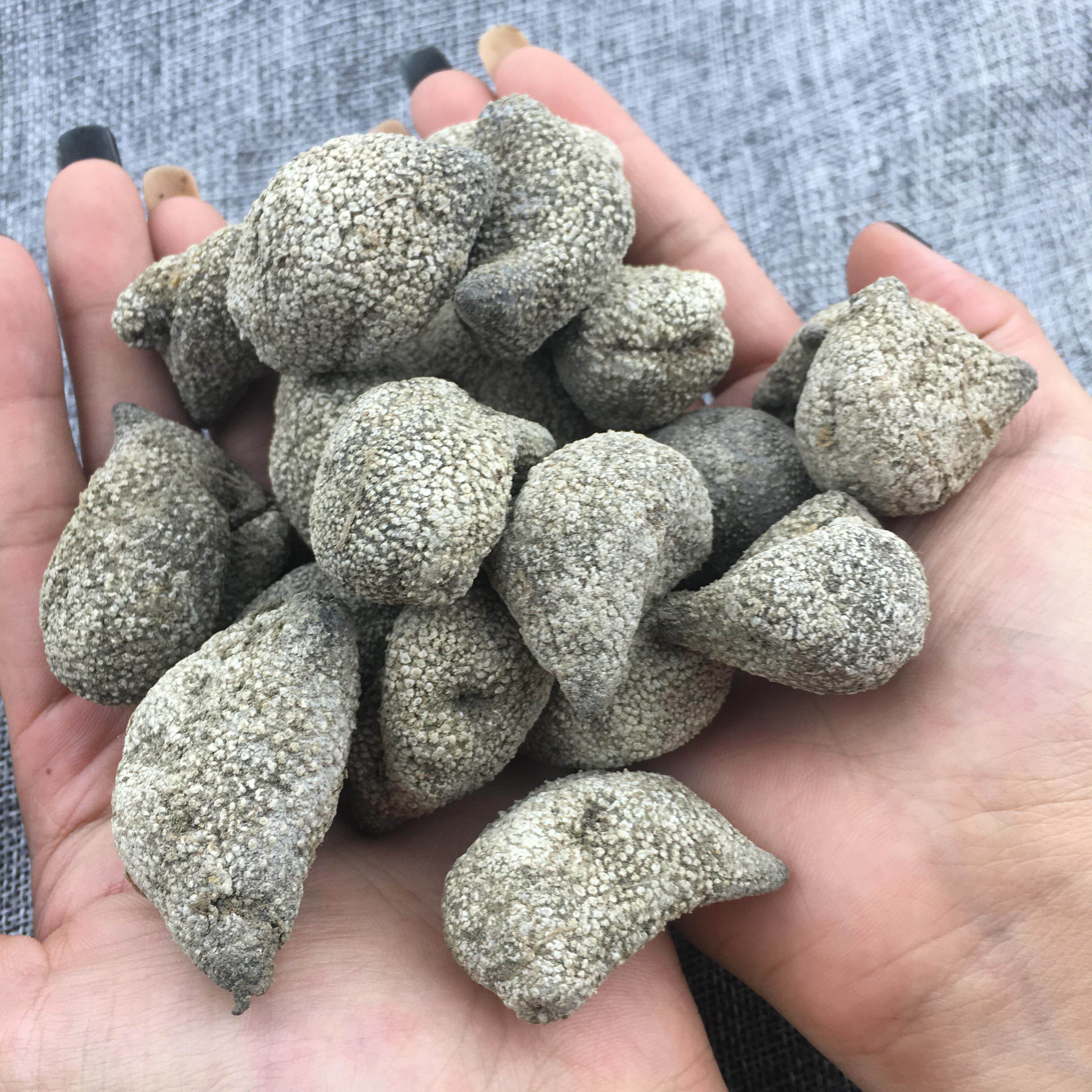 印尼进口野生淡干越南水产菲律宾珍珠参海参泡酒球参磨粉500克