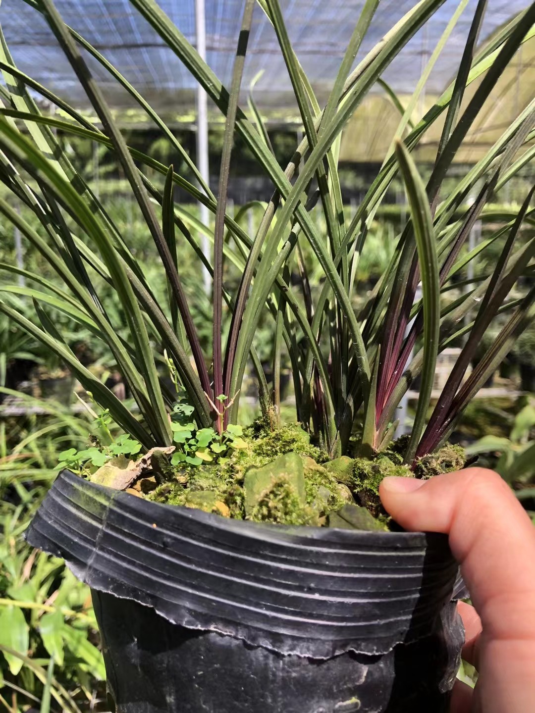 3光照条件,惠兰花更喜欢强光的环境,一般家庭养殖时