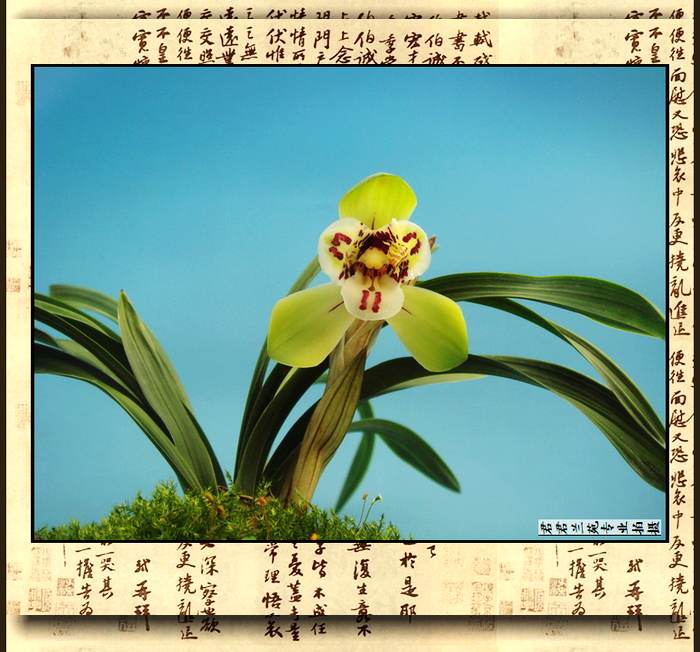 ◆优质国兰◆ 兰花春兰精品 三圣 春节开花 种苗矮种苗