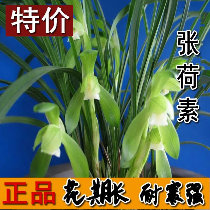 清仓价浓香型兰花张荷素春兰盆栽室内美观花卉时令草本花卉