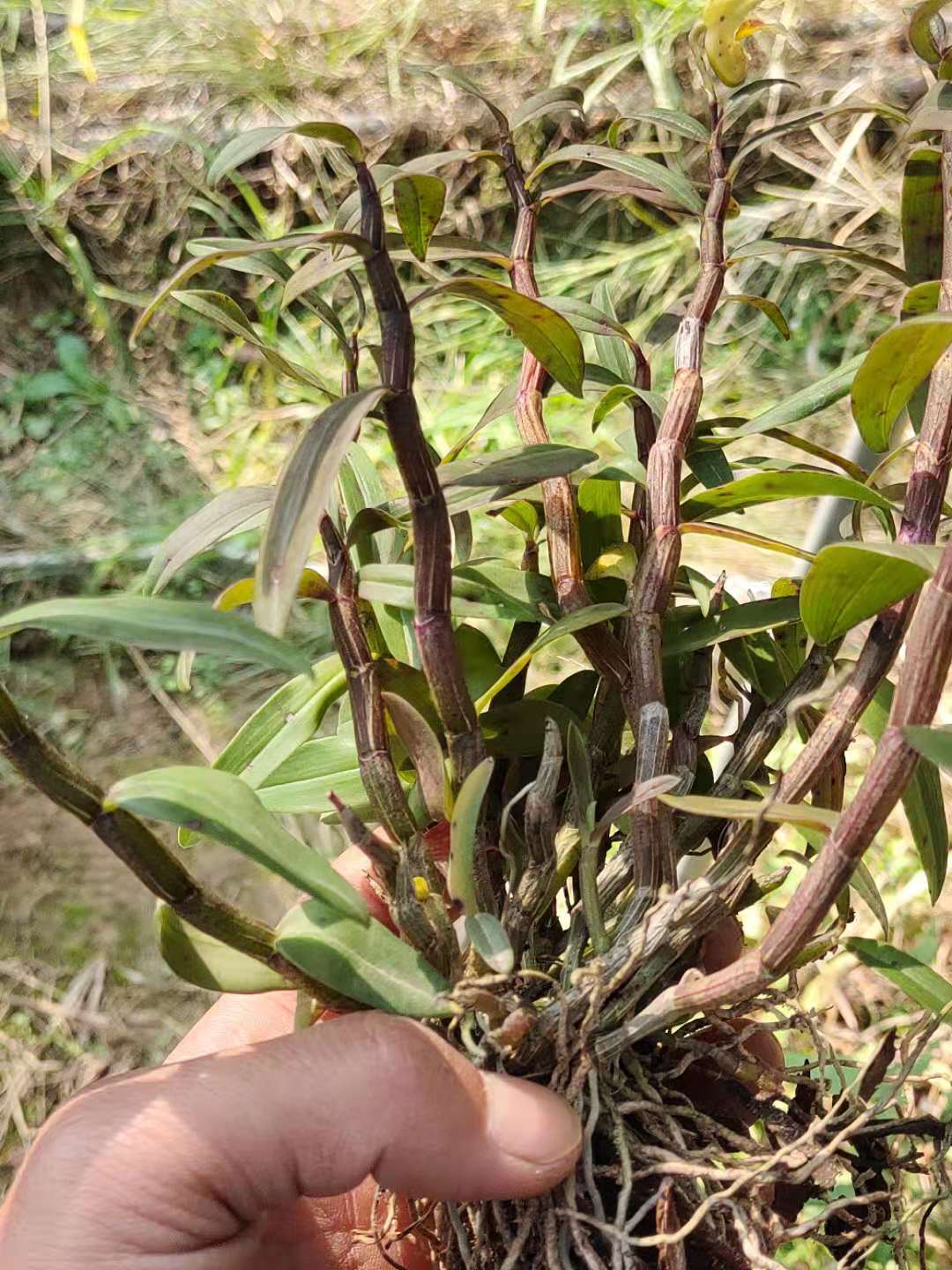 正宗纯红红杆铁皮石斛苗中药材3年食用红杆铁皮石斛盆栽盆景安徽