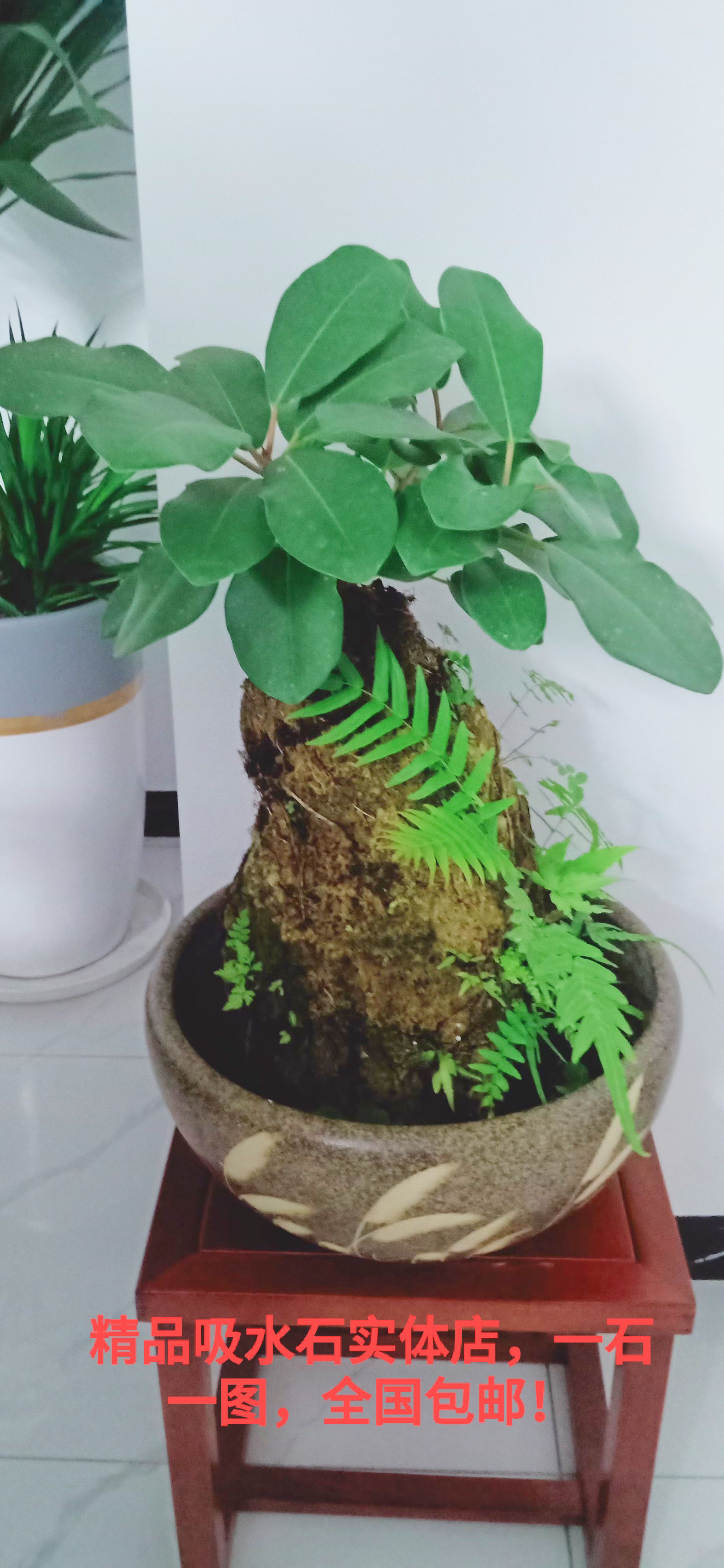 精品吸水石小盆景好养易活增加空气湿度榕树景观花园吸甲醛不含盆