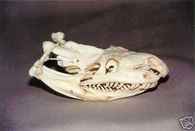 代购动物头骨复刻python巨蟒复制品仿真摆件模型其他模型