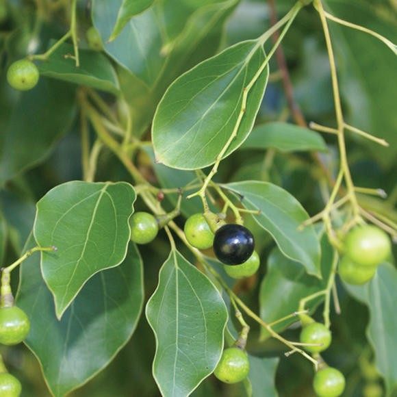 玩家系列:芳樟精油10ml 家居净化 衣柜防虫 让梦想长出翅膀