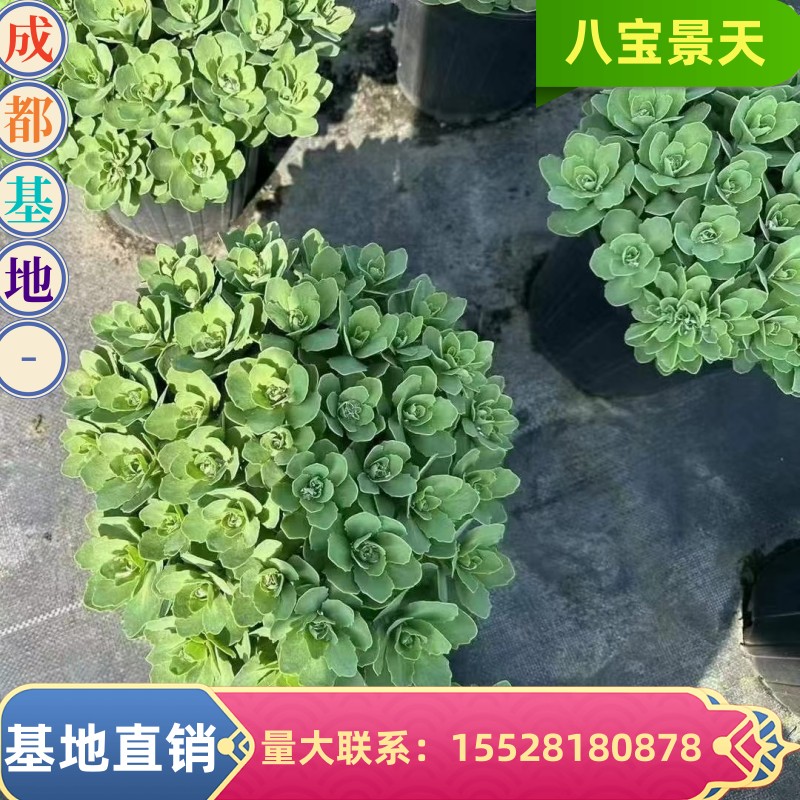 成都基地八宝景天盆栽多肉植物花园庭院工程阳台多年生防蚊虫止痒