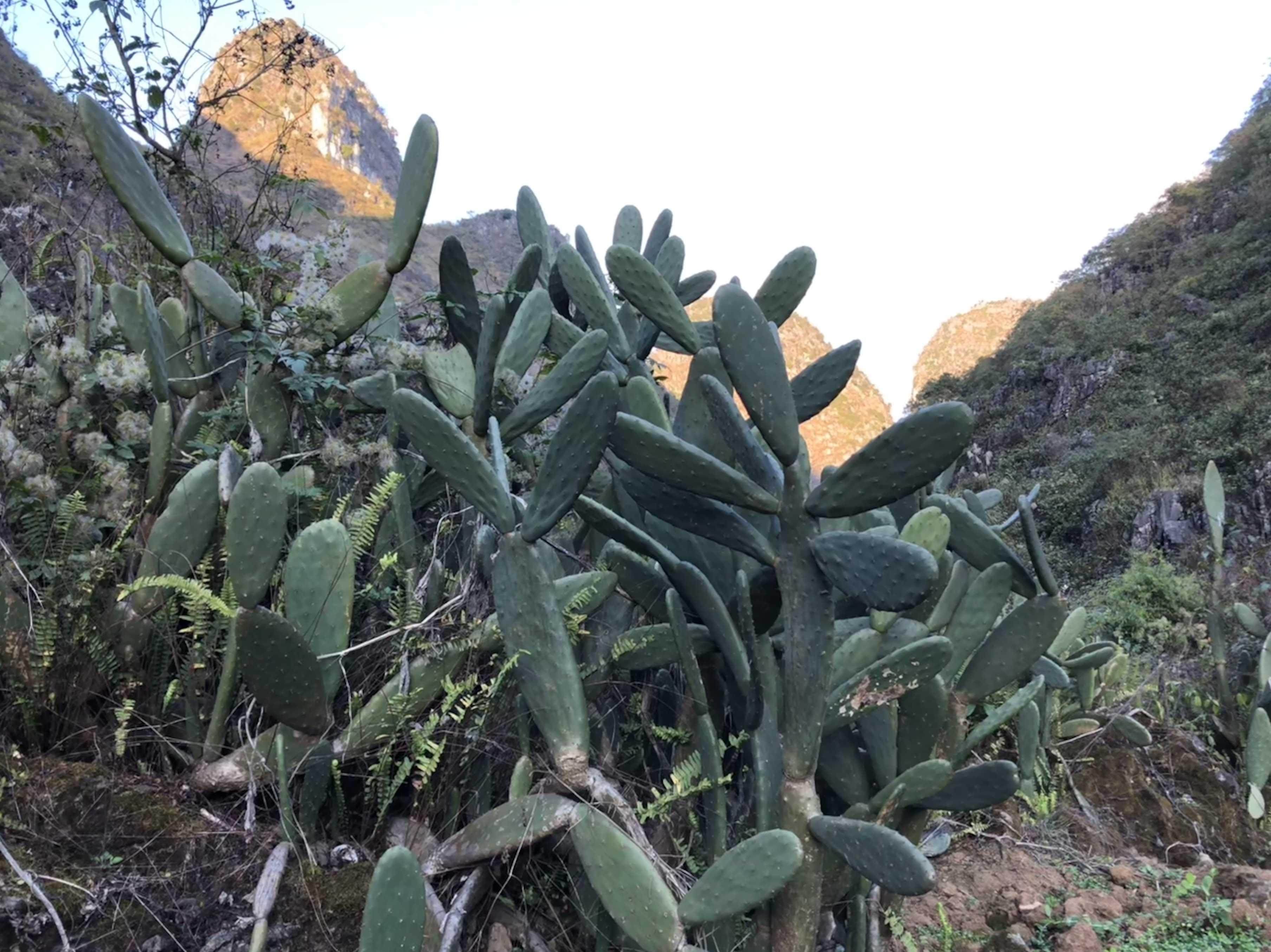 纯野生米邦塔仙人掌药用食用盆栽防辐射乳腺腮腺甲醛美容嫁接超值