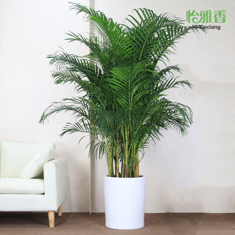 散尾葵盆栽夏威夷竹子凤尾竹室内大型盆栽办公室盆景吸甲醛绿植