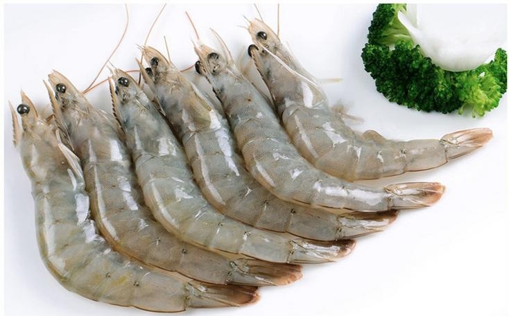 南美白对虾