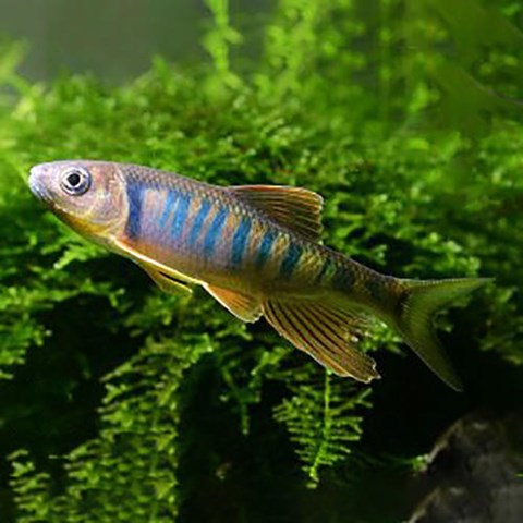 马口发色长鳍鱲异鳍鱲原生冷水山沟溪流鱼淡水好养观赏鱼鱲鱼耐寒