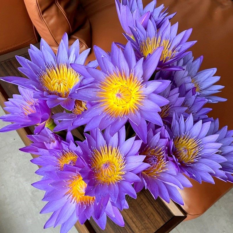 阿媛推荐紫色睡莲天鹅绒新品景天鲜切花云南昆鲜花速递(同城)