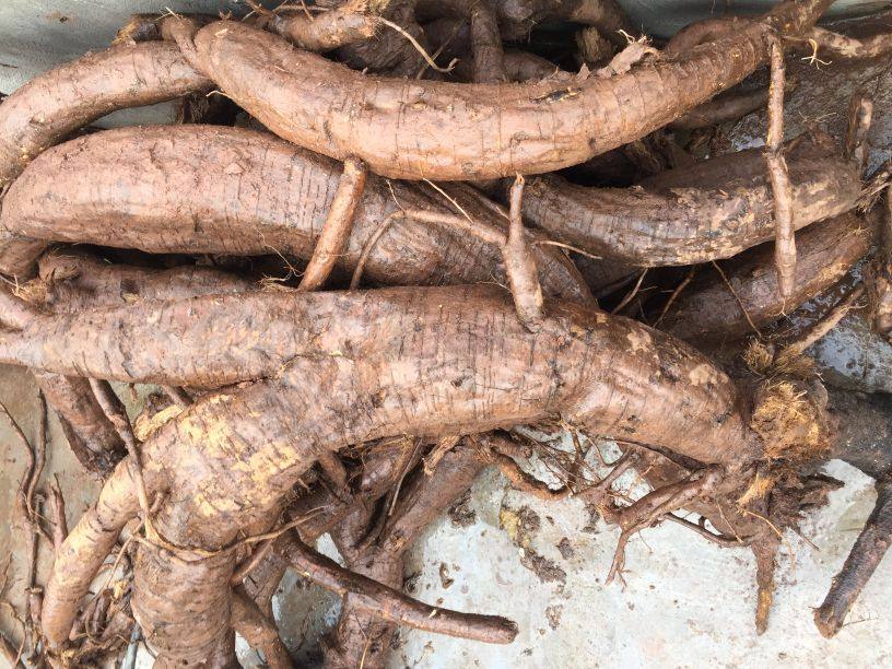 现挖野生新鲜葛根条 柴葛粉葛非农家种植正品现拍现挖一件5斤