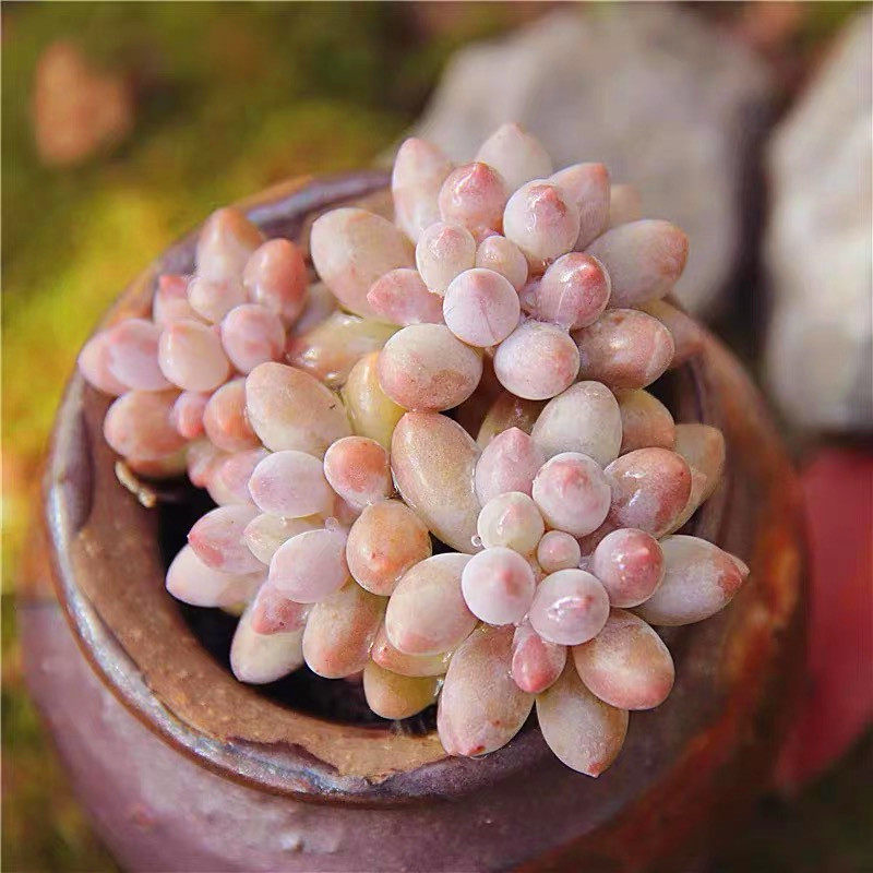 多肉植物新手四季_婴儿手指群生超萌多肉植物老桩大颗清仓粉嫩新手四