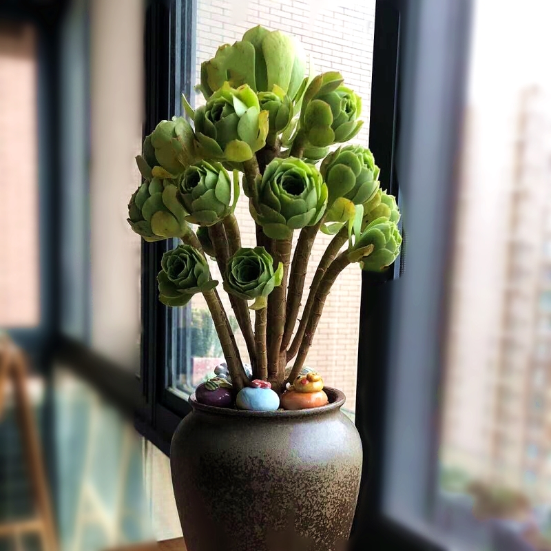 绿羊绒多头小桩绿植盆栽 黑法师绿法师 多肉 黑法师绿法师老桩