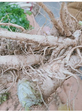 现挖小菜根油蔓菁人参蔓菁 猪尾巴蔓菁 甜面碱性食品 新鲜长蔓菁