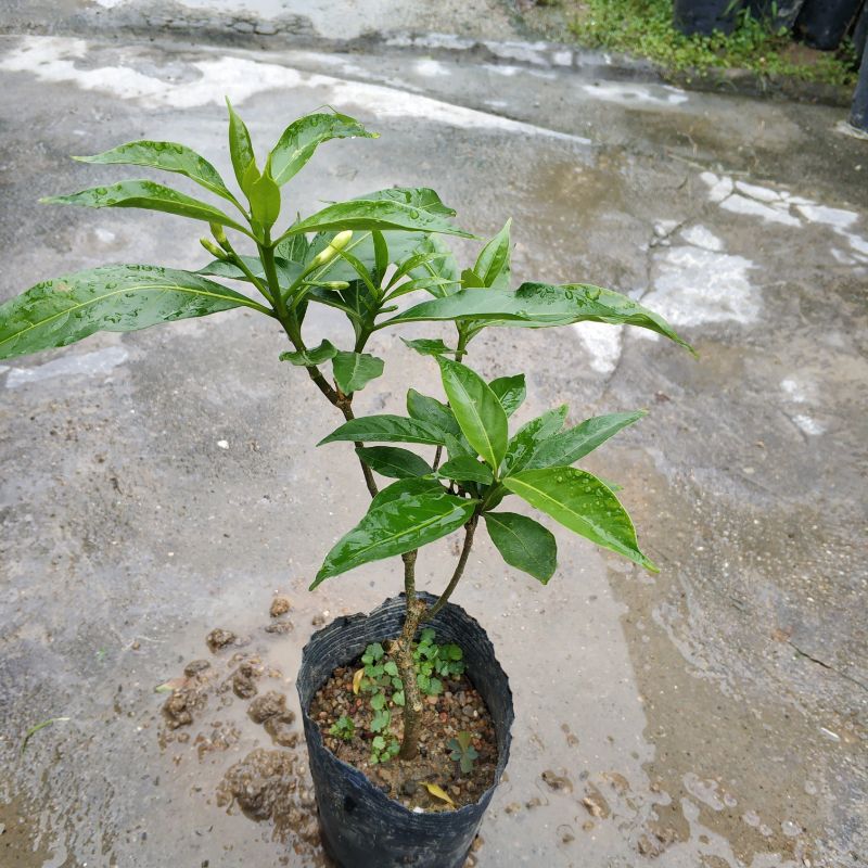 秋香花苗带土发货阳台庭院室外花卉植物狗牙花马蹄香树苗盆栽绿植