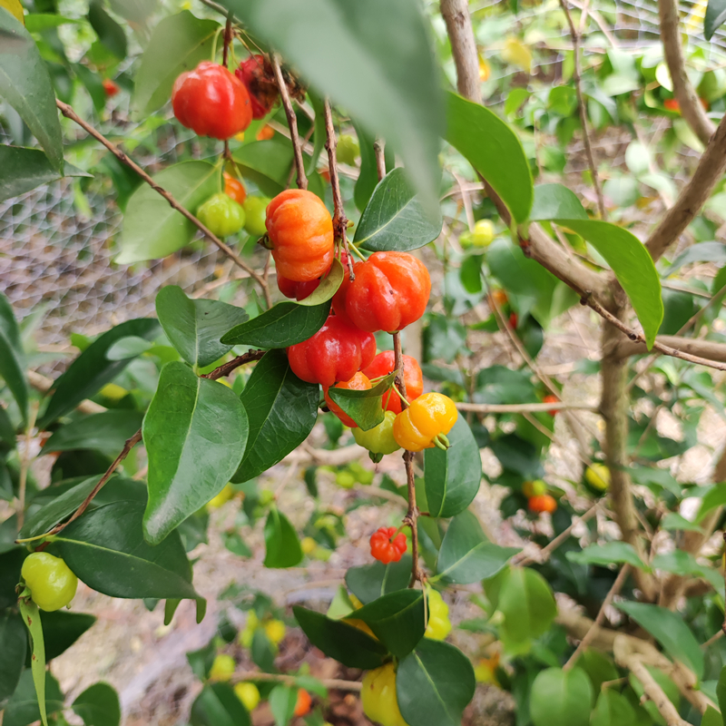 红果仔树苗带土带杯庭院园林种植果树巴西红果番樱桃果苗树苗绿植