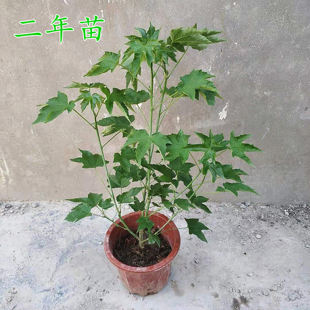 灯笼花带土带盆发货阳台庭院室外花卉植物宫灯花纹瓣悬铃花苗盆栽