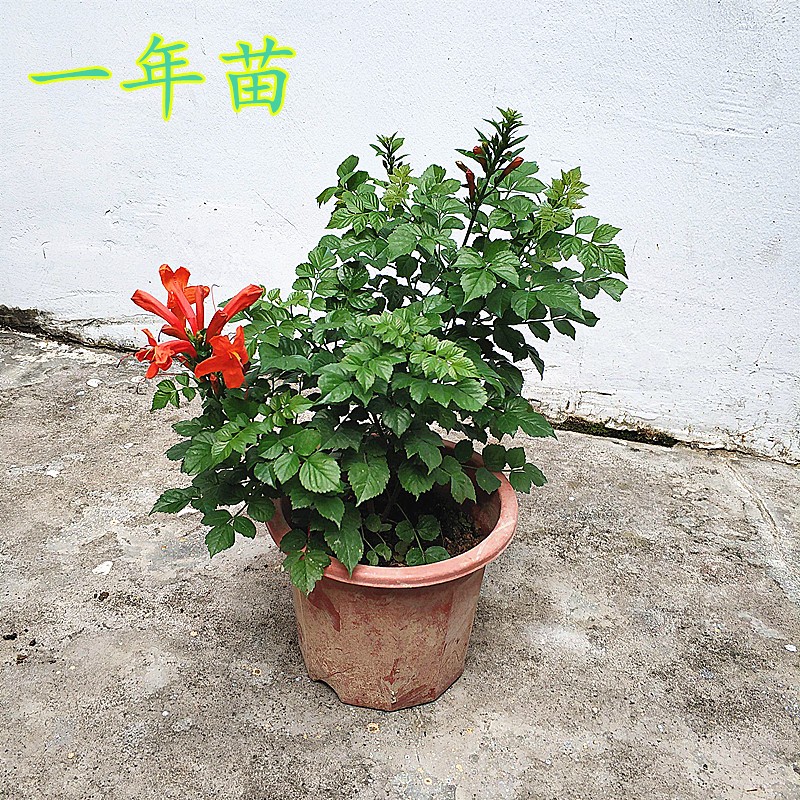 凌霄花苗带土带盆栽种好阳台庭院室外花卉植物杜凌霄树苗盆栽绿植