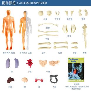 人体模型儿童玩具stem认知科教益智器官组装骨骼骨架构造早教互动