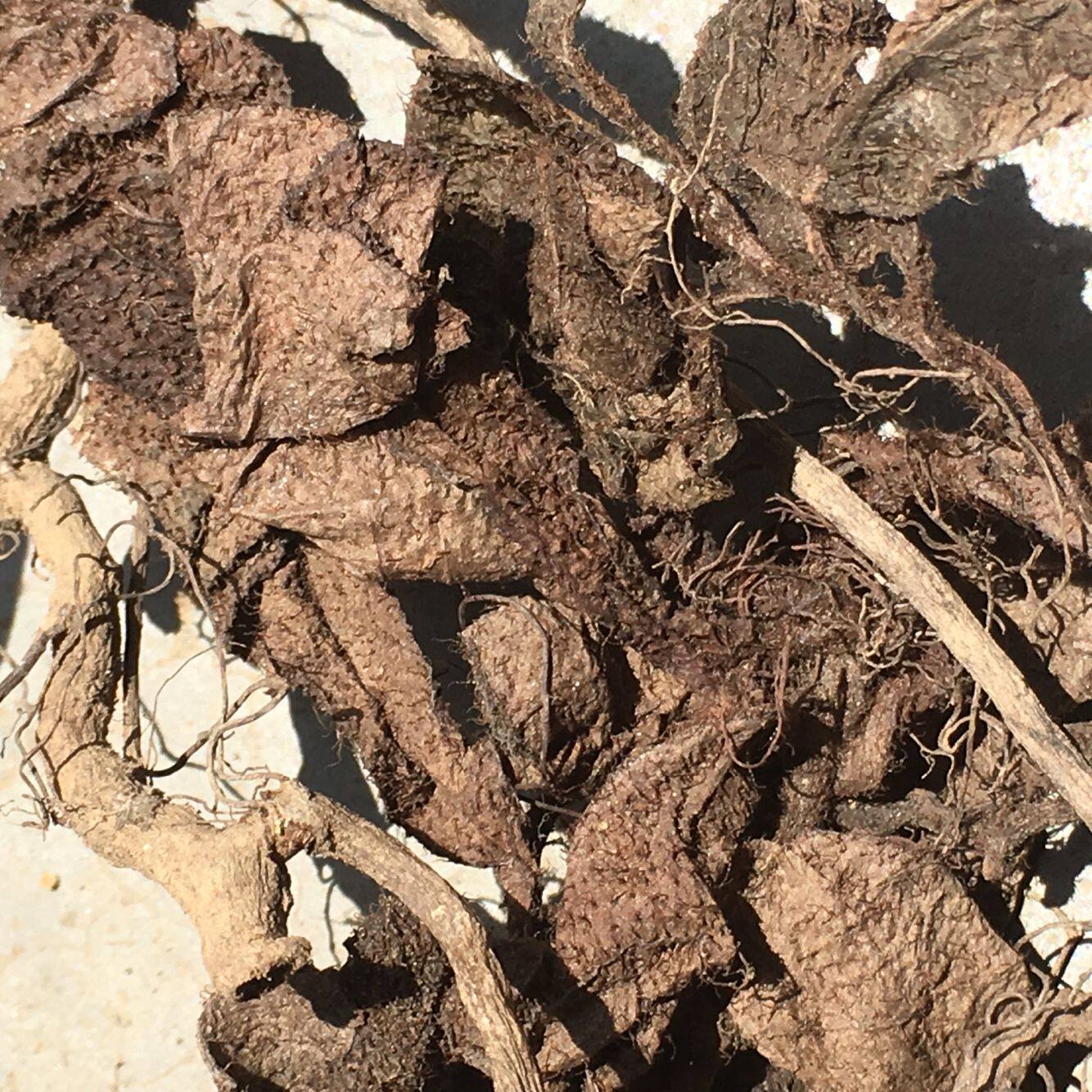 偏冷奇中草药 野生正品虎舌红,天仙红农,红地毯,红毛毡 500克