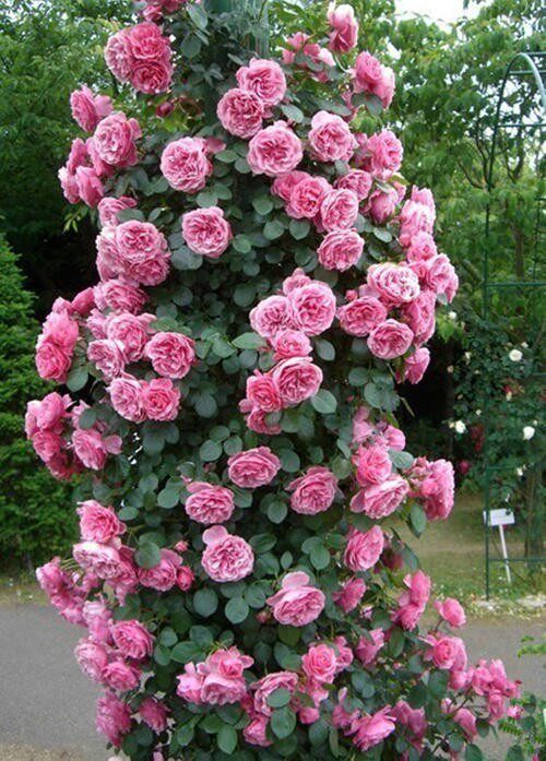 欧月多花蔷薇粉色达芬奇丰花型阳台藤本花苗粉达攀援月季庭院四季