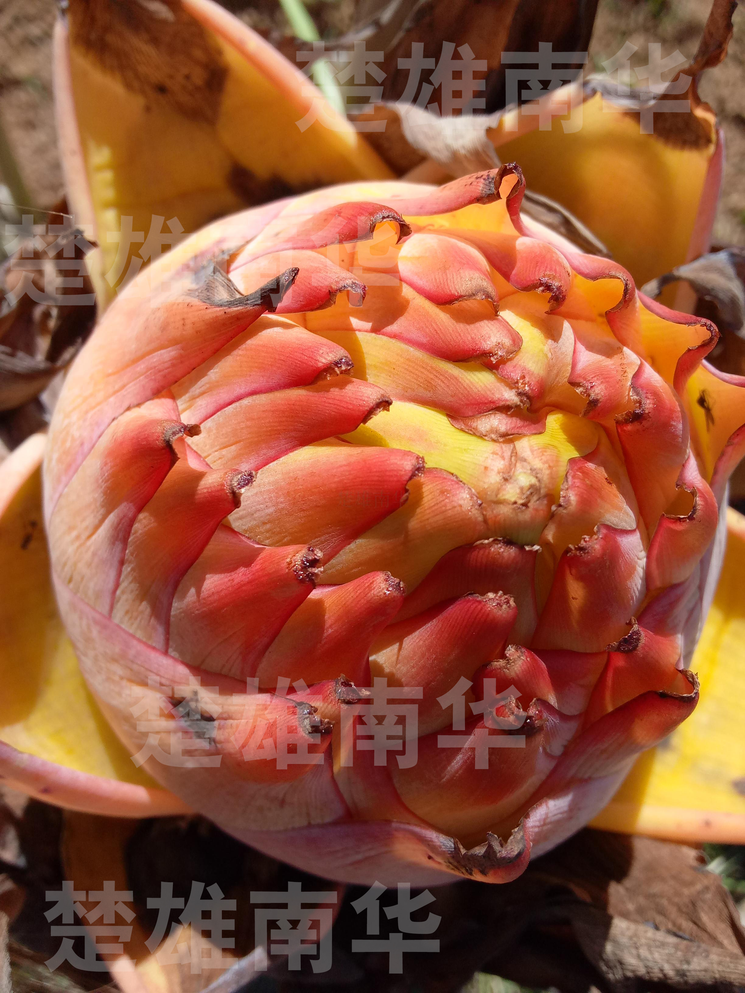 地涌金莲包邮佛教之花懒人植物带花苞种根花苗花卉千瓣莲花红色粗在类目 鲜花速递/花卉仿真/绿植园艺, 花卉/绿植盆栽(新), 绿植中 - 来自Buy2taobao.com提供专业的淘宝代购服务