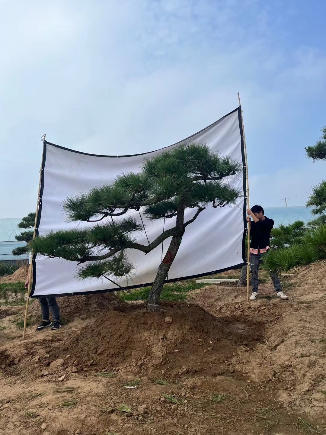 迎客松造型黑松庭院景观树四季常青