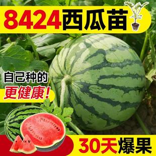 西瓜苗秧嫁接麒麟8424无籽盆栽阳台种植种籽懒汉水果黄皮美都秧苗