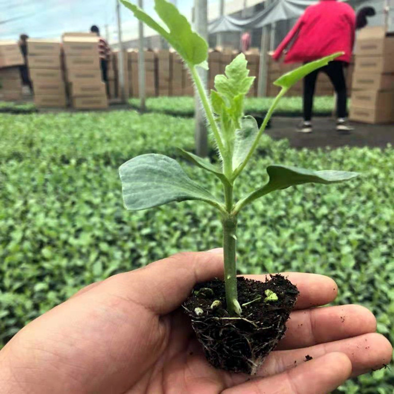 嫁接西瓜苗8424麒麟瓜早熟南方大棚春季种植西瓜苗秧阳台盆栽西瓜