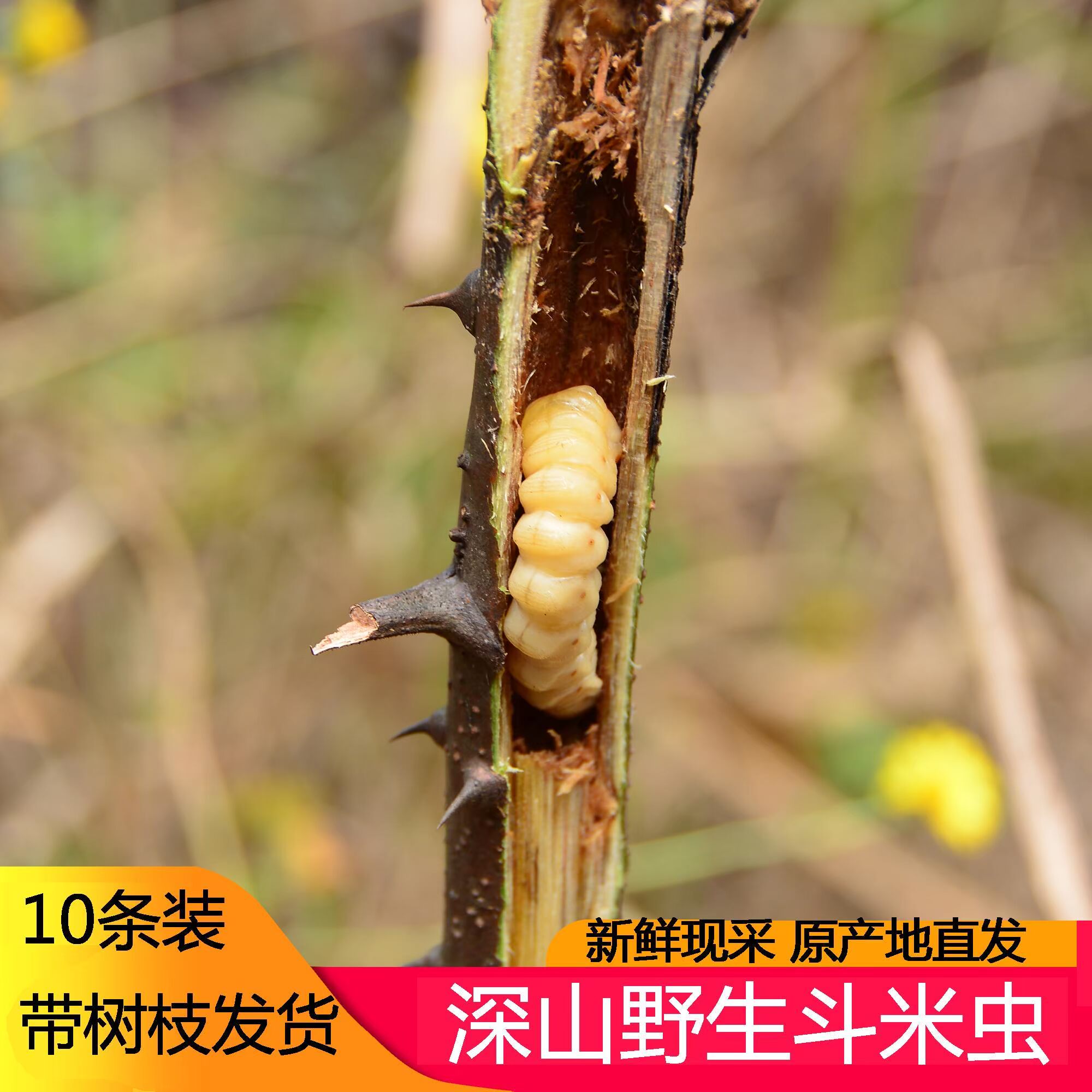 野生斗米虫10条现找云实蛀虫黄牛刺虫天牛幼虫带树枝活虫发货包邮
