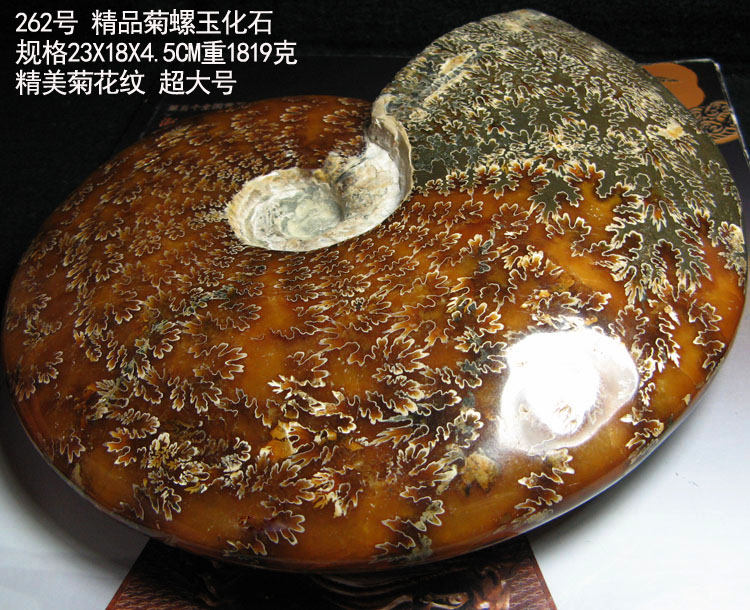 马达加斯加海洋古生物化石玉化螺菊花螺手把件摆件异域矿标收藏