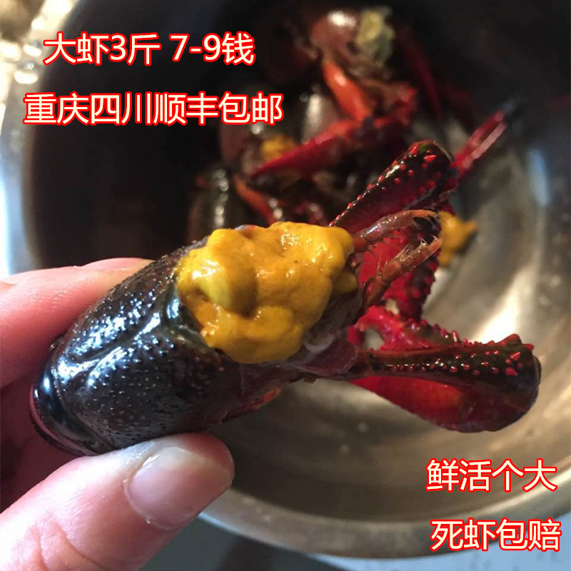 小龙虾鲜活 活体清水养殖新鲜的海鲜水产红活虾789钱3斤顺丰包邮