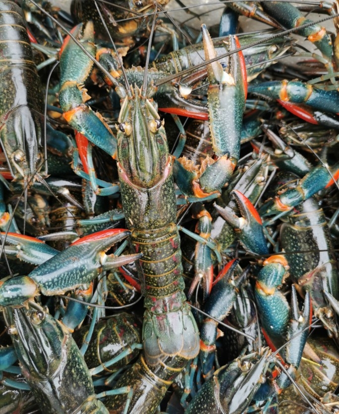 澳洲小龙虾 淡水