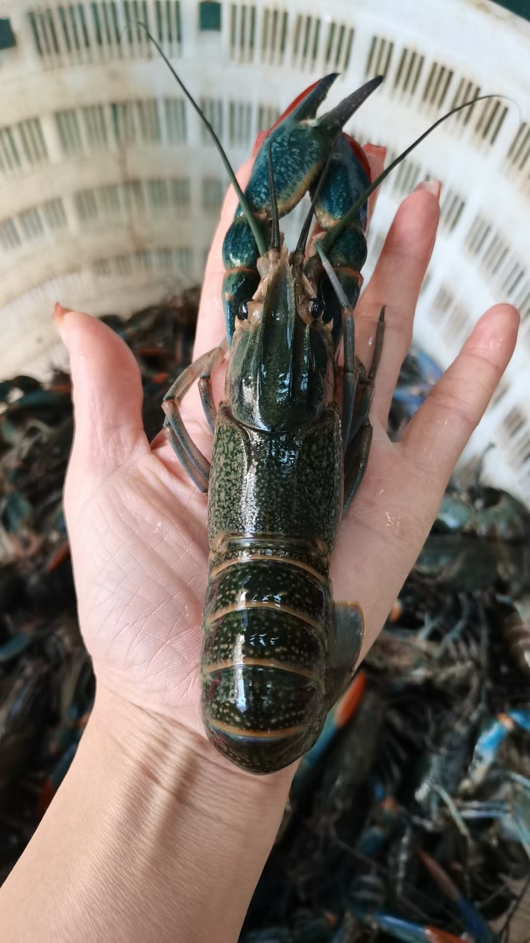 澳洲小龙虾 淡水