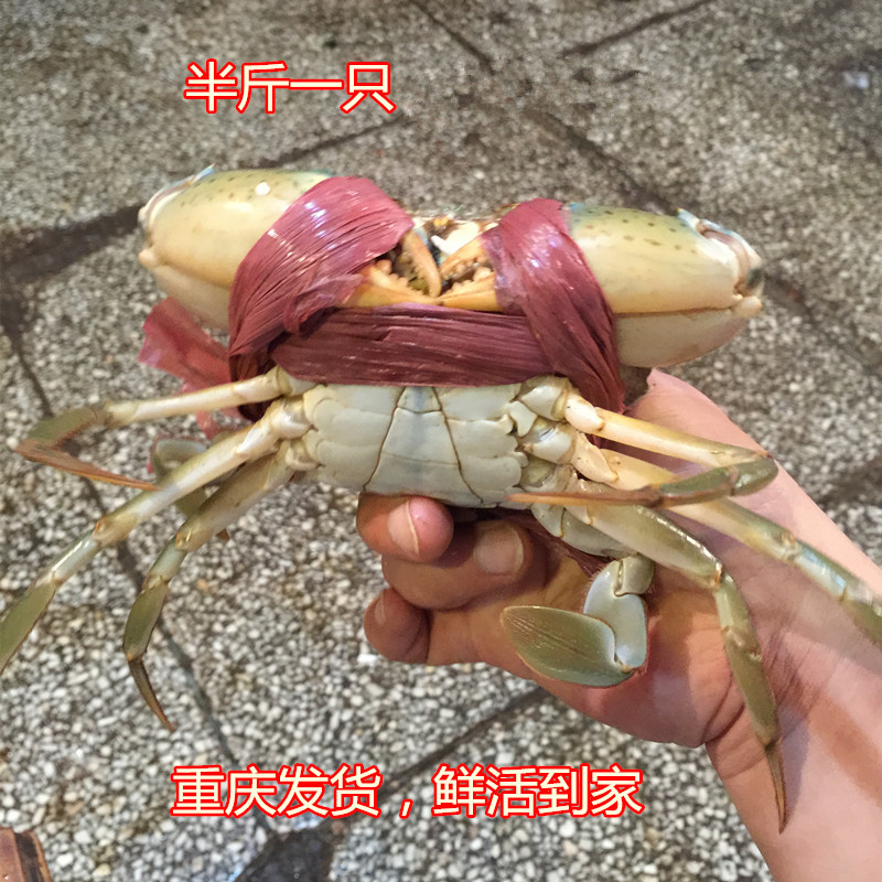 重庆海鲜美食鲜活海鲜水产肉蟹250g青蟹螃蟹拍一份发1只