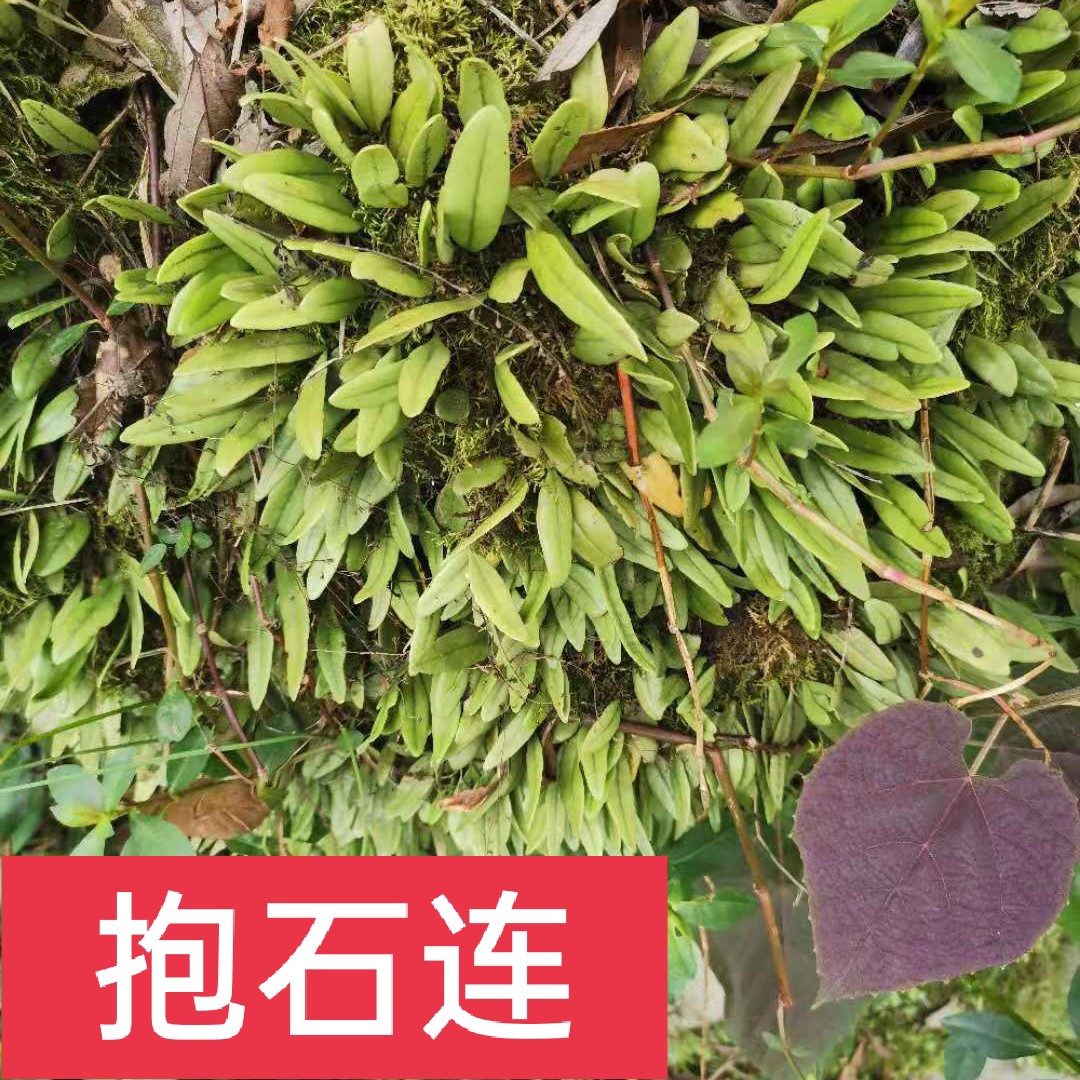 深山野生新鲜石瓜子抱石莲瓜子藤金龟藤抱树莲500克10斤包邮
